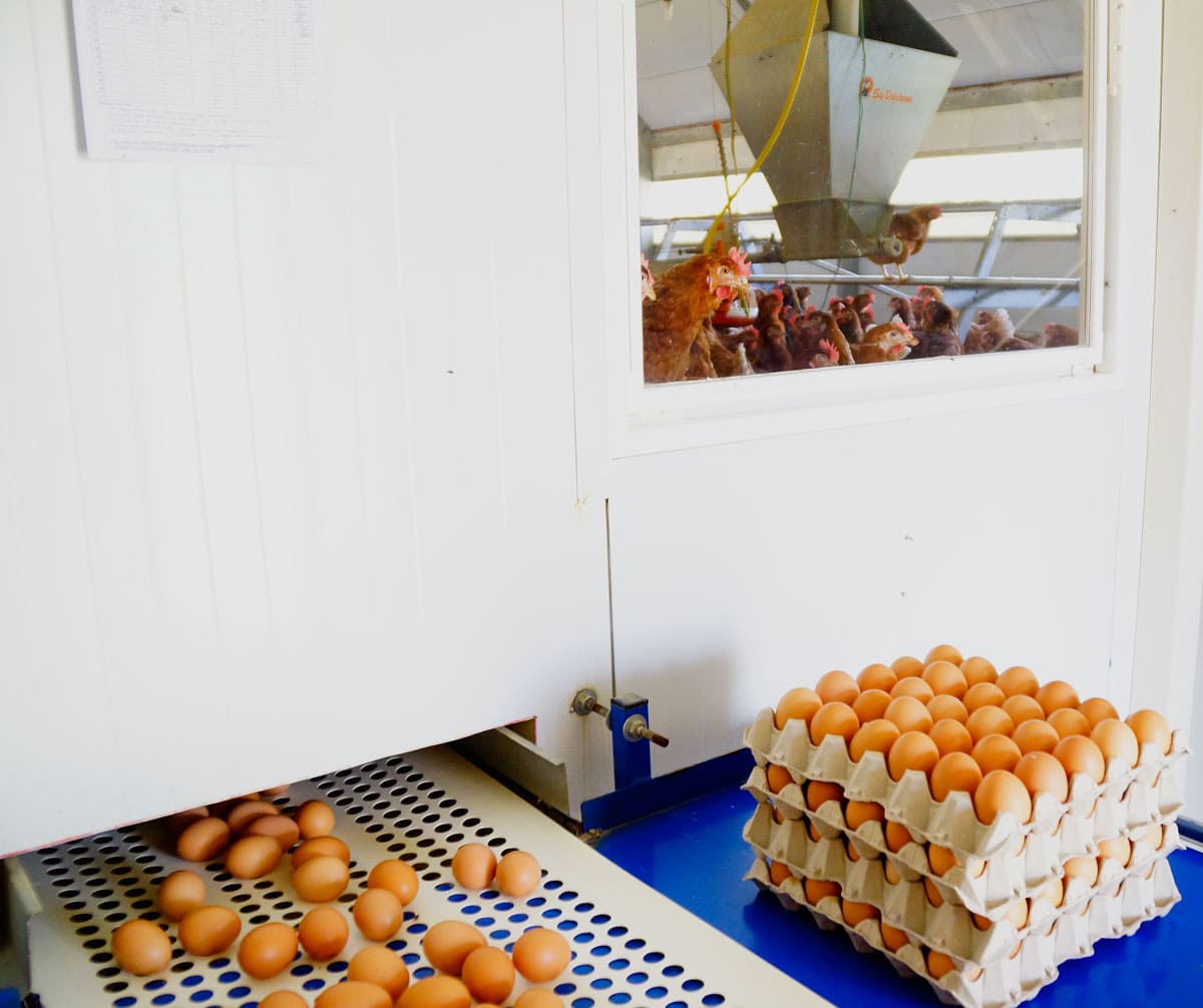 Granja Rualmar, proceso de selección y envasado de huevos