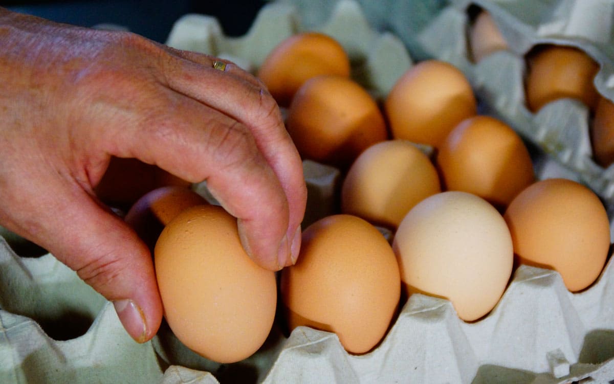 Vista de una mano colocando huevos en una huevera para ser distribuidos