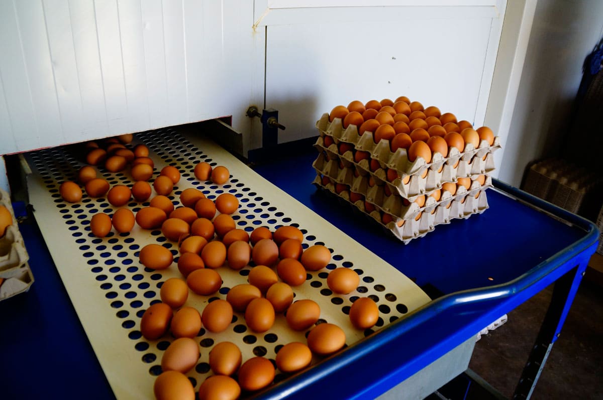 Granja Rualmar, proceso de selección y envasado de huevos