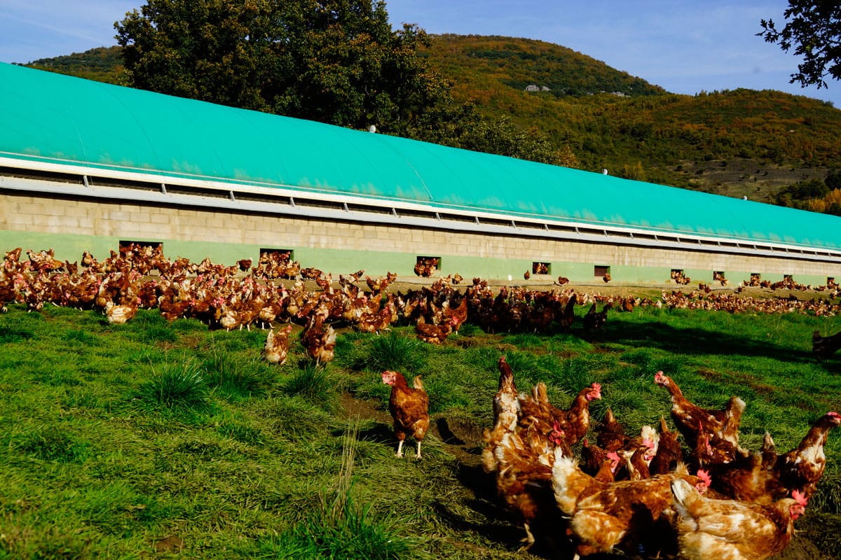 Las gallinas de Rualmar salen libremente a pastar a los prados