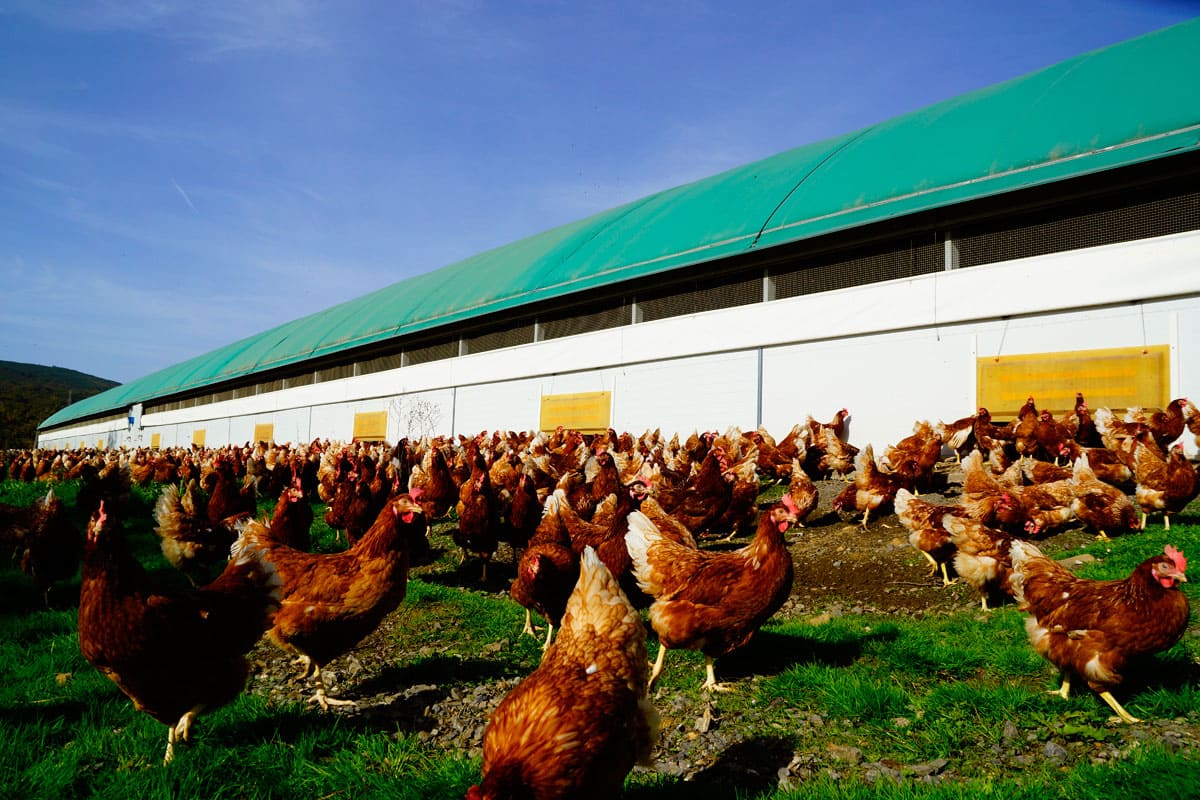 Las gallinas de Rualmar pastan libremente en los prados que rodean las naves de la granja