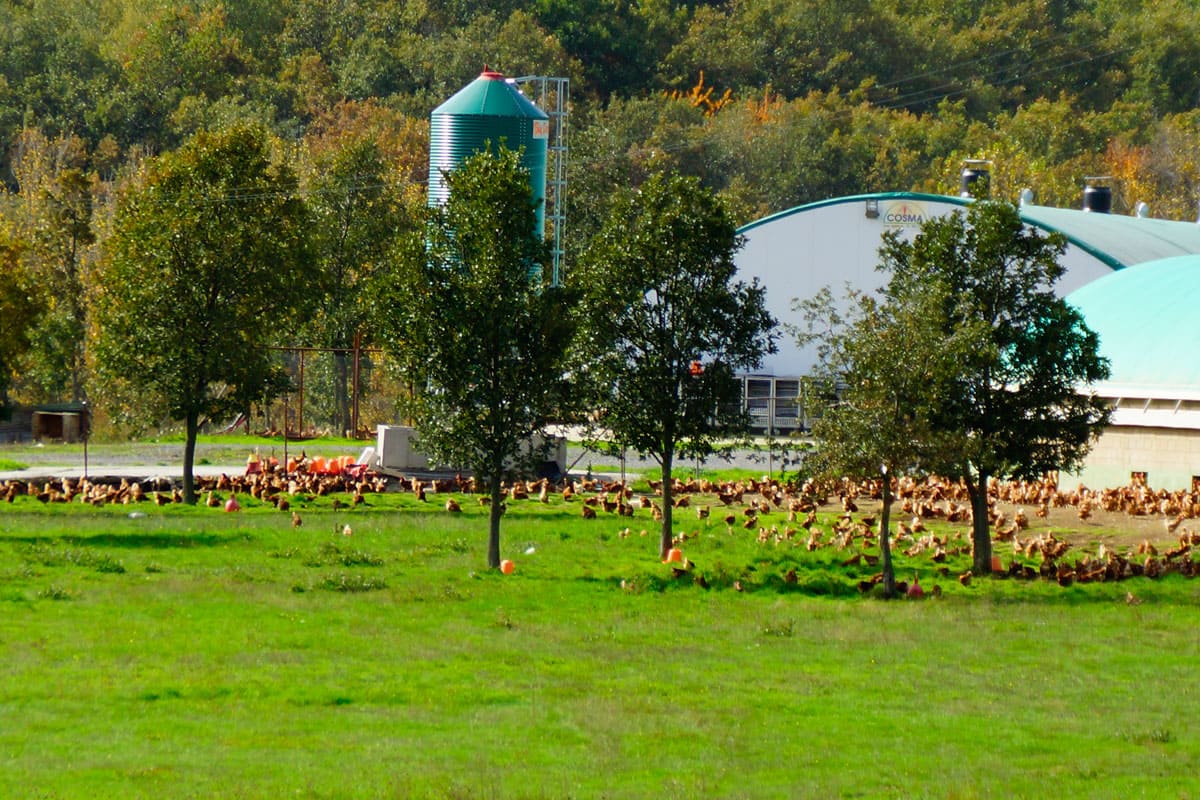 Vista general exterior de la granja Rualmar con las gallinas en libertad